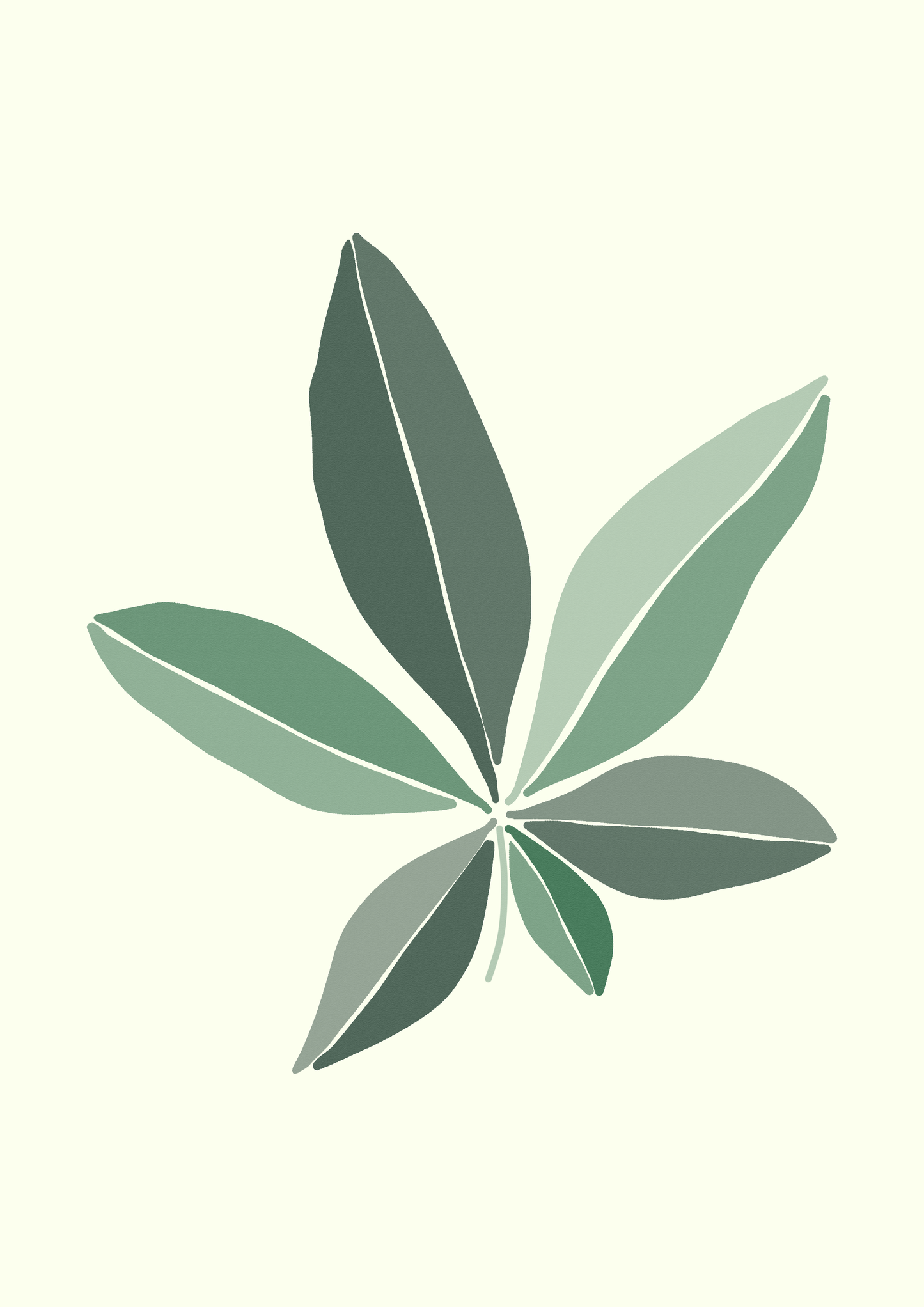 Pachira Leaf