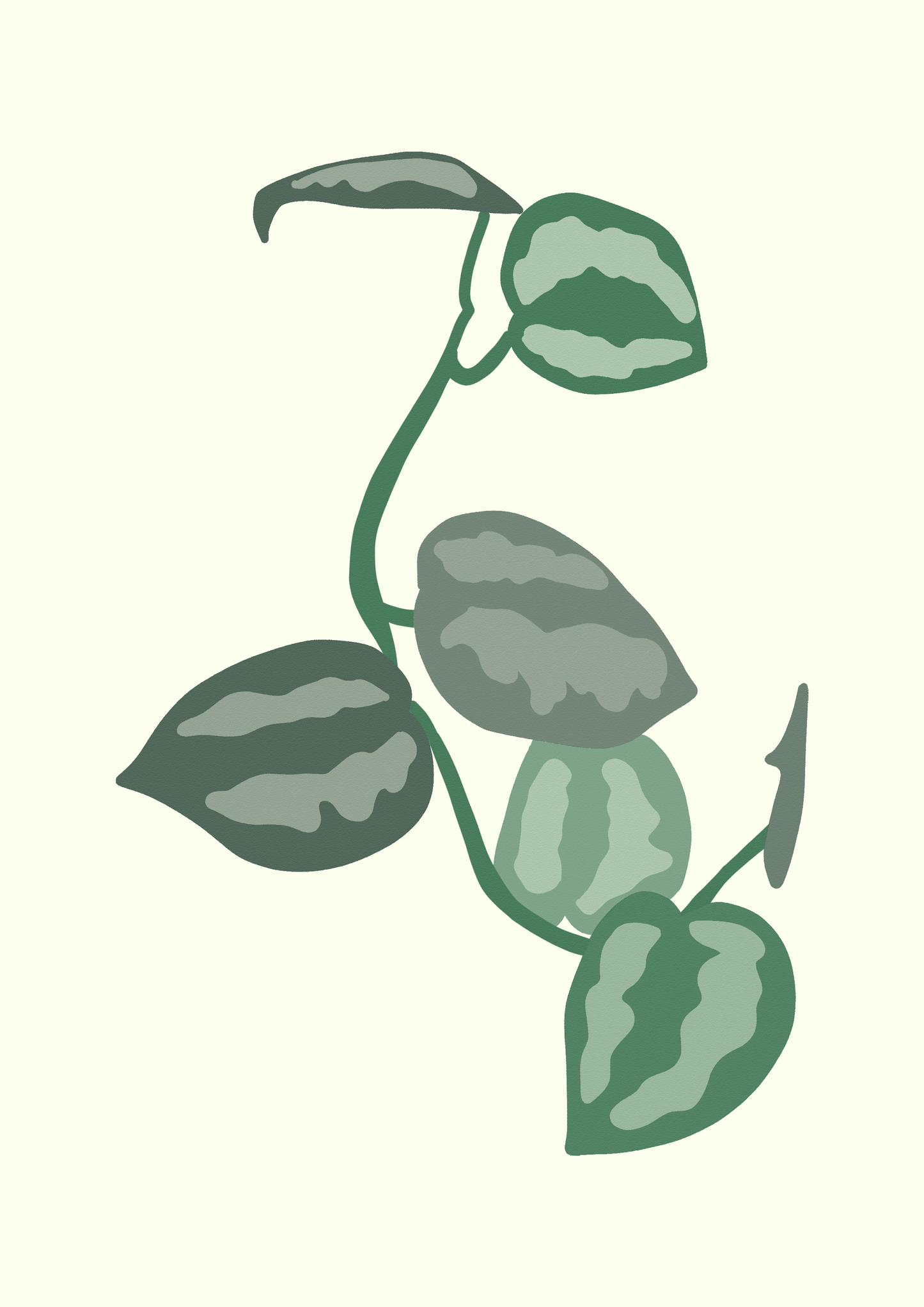 Scindapsus Leafs