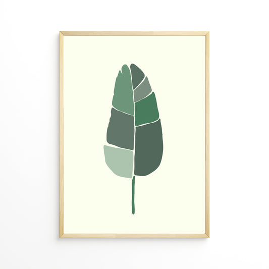 Strelitzia Leaf