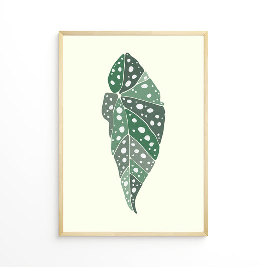 Begonia Leaf
