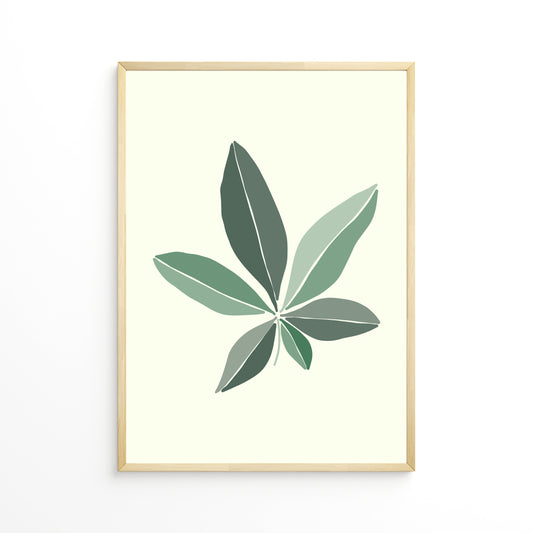 Pachira Leaf