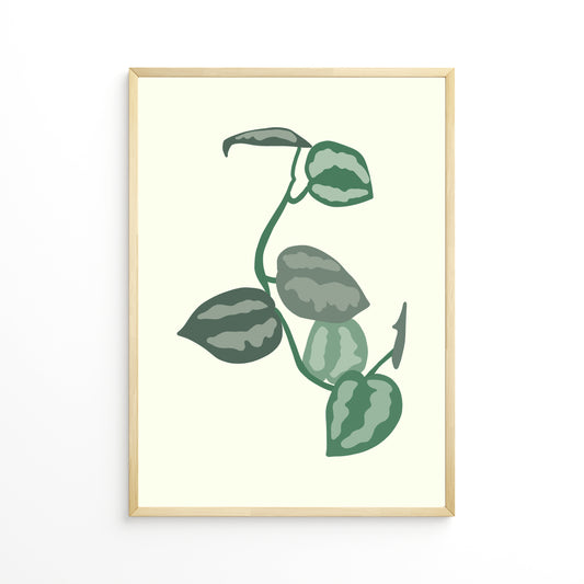 Scindapsus Leafs