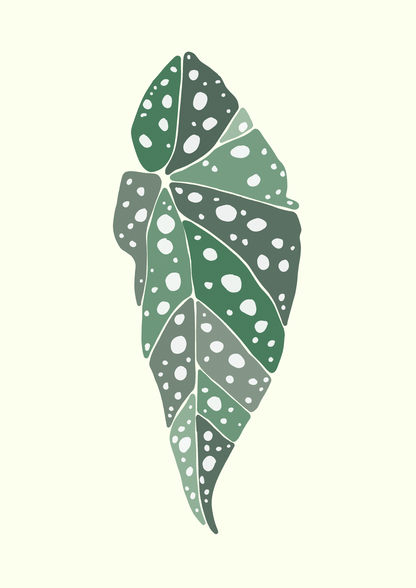 Begonia Leaf