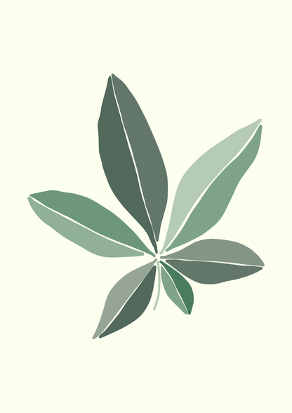 Pachira Leaf