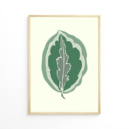Calathea Leaf