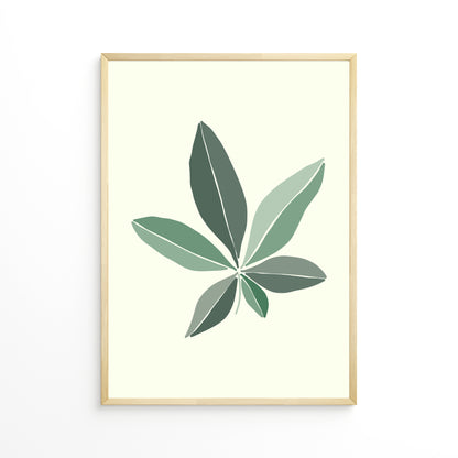 Pachira Leaf